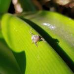 Juvenile Squathopper (Family Eurybrachidae), Alice Springs NT