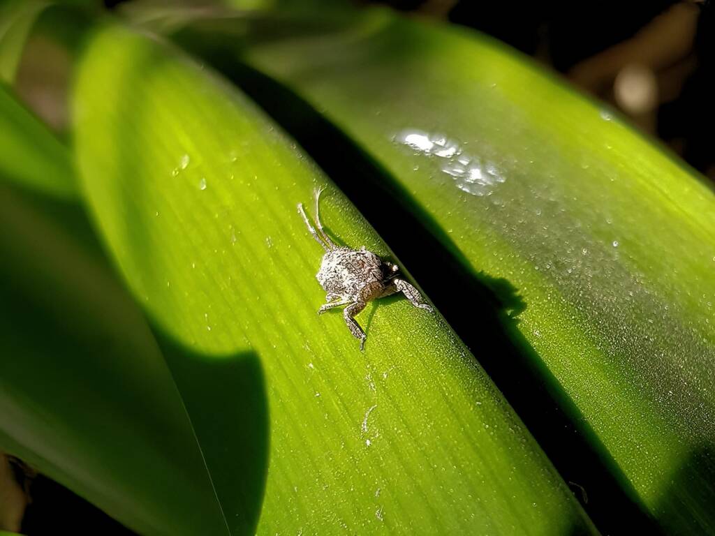 Juvenile Squathopper (Family Eurybrachidae), Alice Springs NT