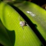 Juvenile Squathopper (Family Eurybrachidae), Alice Springs NT