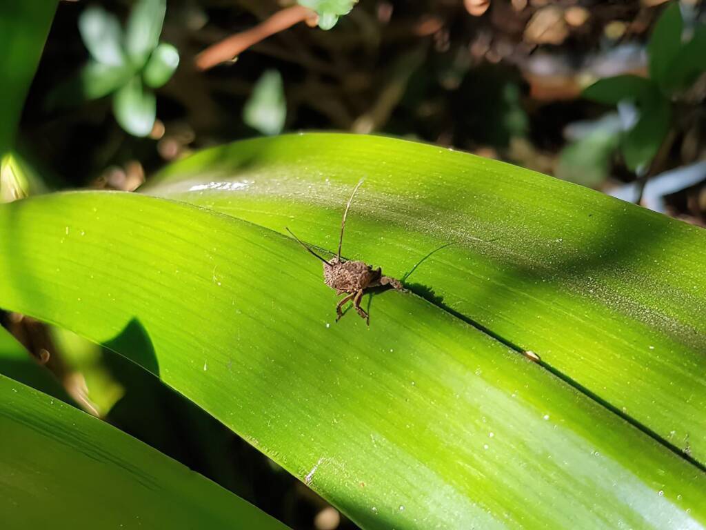 Juvenile Squathopper (Family Eurybrachidae), Alice Springs NT