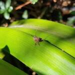Juvenile Squathopper (Family Eurybrachidae), Alice Springs NT