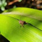 Juvenile Squathopper (Family Eurybrachidae), Alice Springs NT
