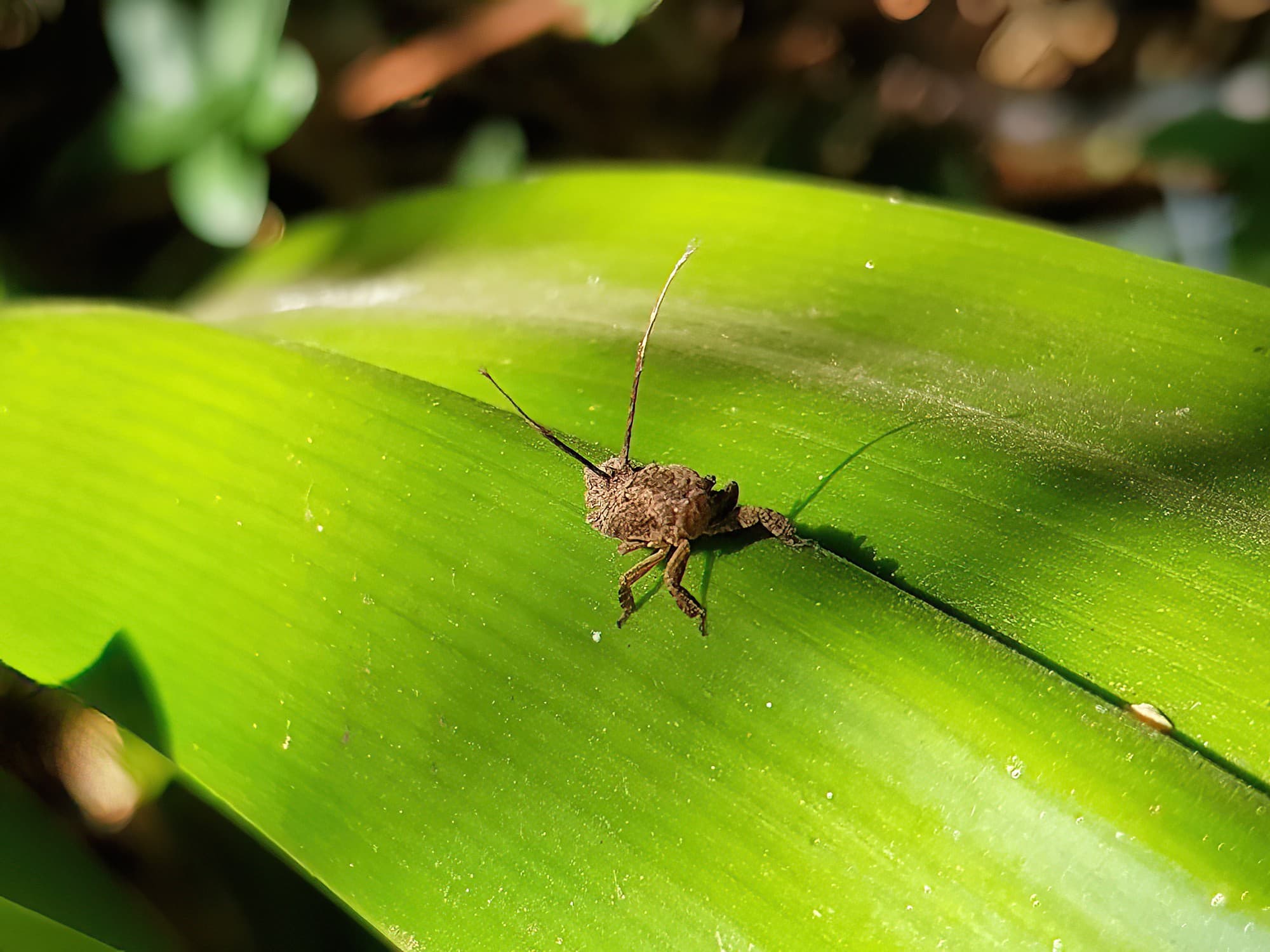 Juvenile Squathopper (Family Eurybrachidae), Alice Springs NT