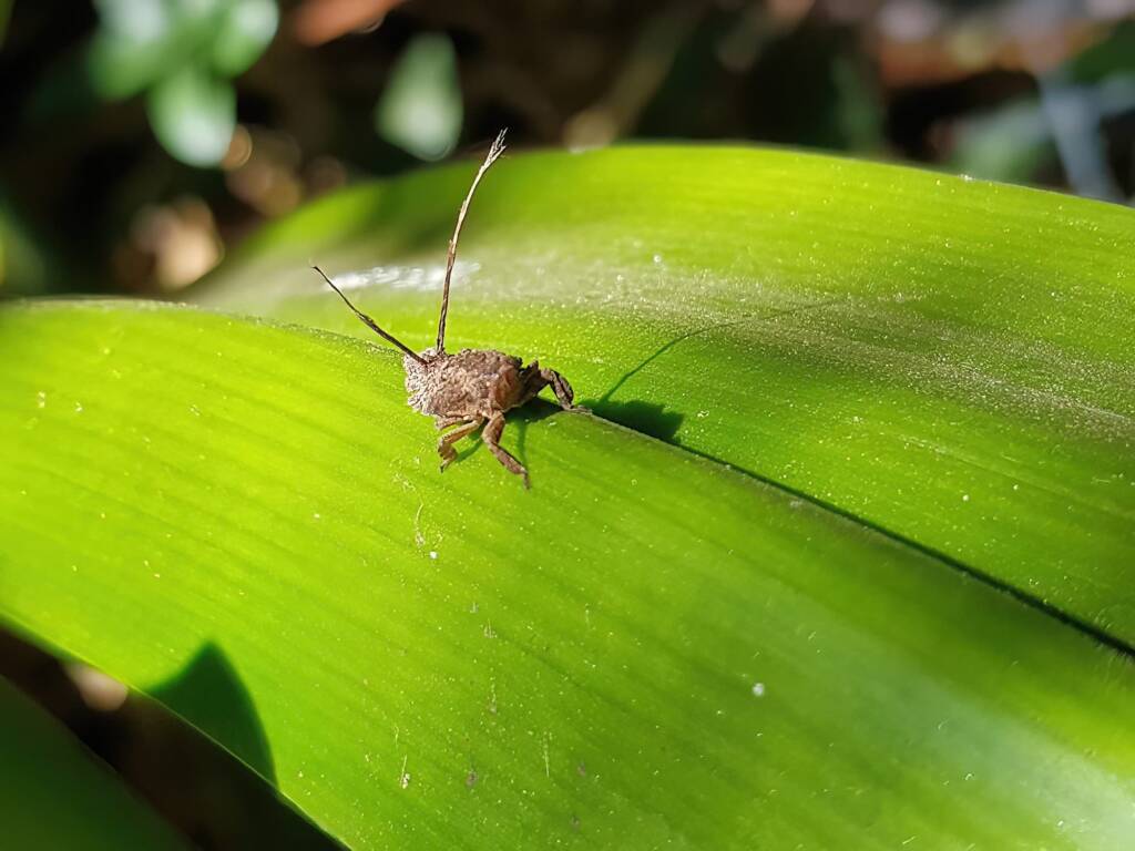 Juvenile Squathopper (Family Eurybrachidae), Alice Springs NT