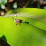 Juvenile Squathopper (Family Eurybrachidae), Alice Springs NT