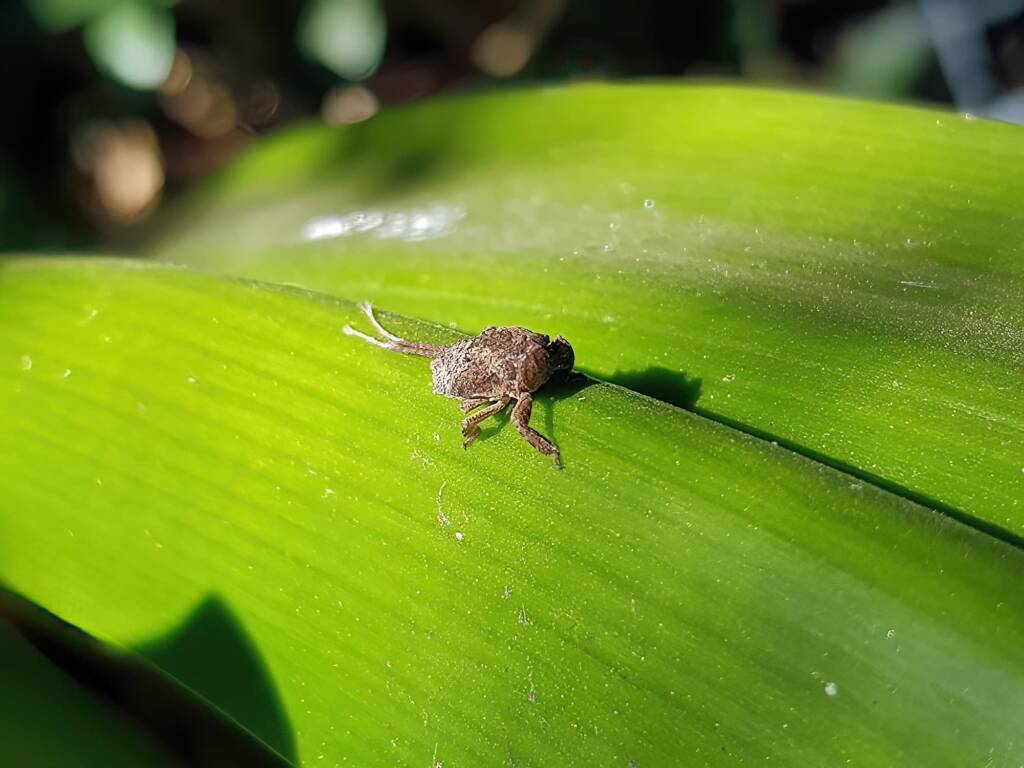 Juvenile Squathopper (Family Eurybrachidae), Alice Springs NT