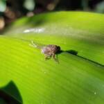 Juvenile Squathopper (Family Eurybrachidae), Alice Springs NT