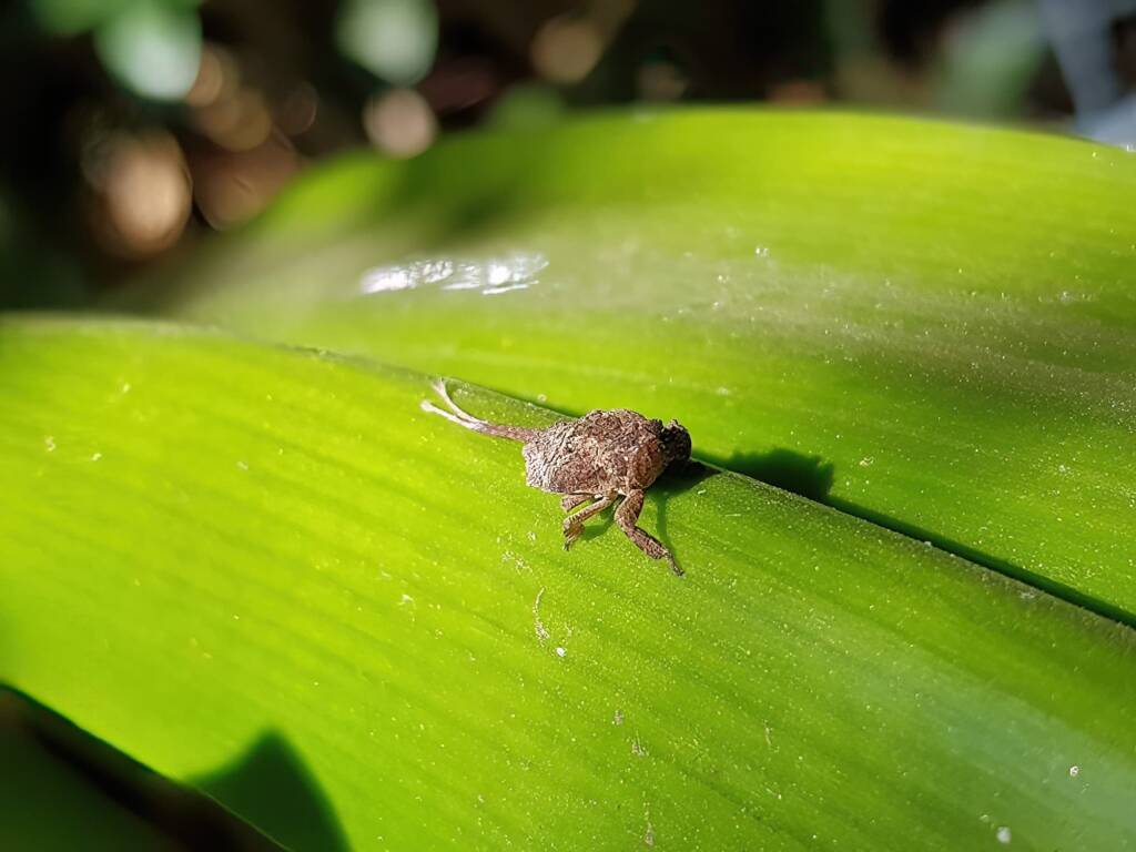 Juvenile Squathopper (Family Eurybrachidae), Alice Springs NT