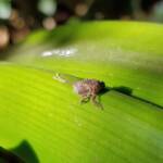 Juvenile Squathopper (Family Eurybrachidae), Alice Springs NT