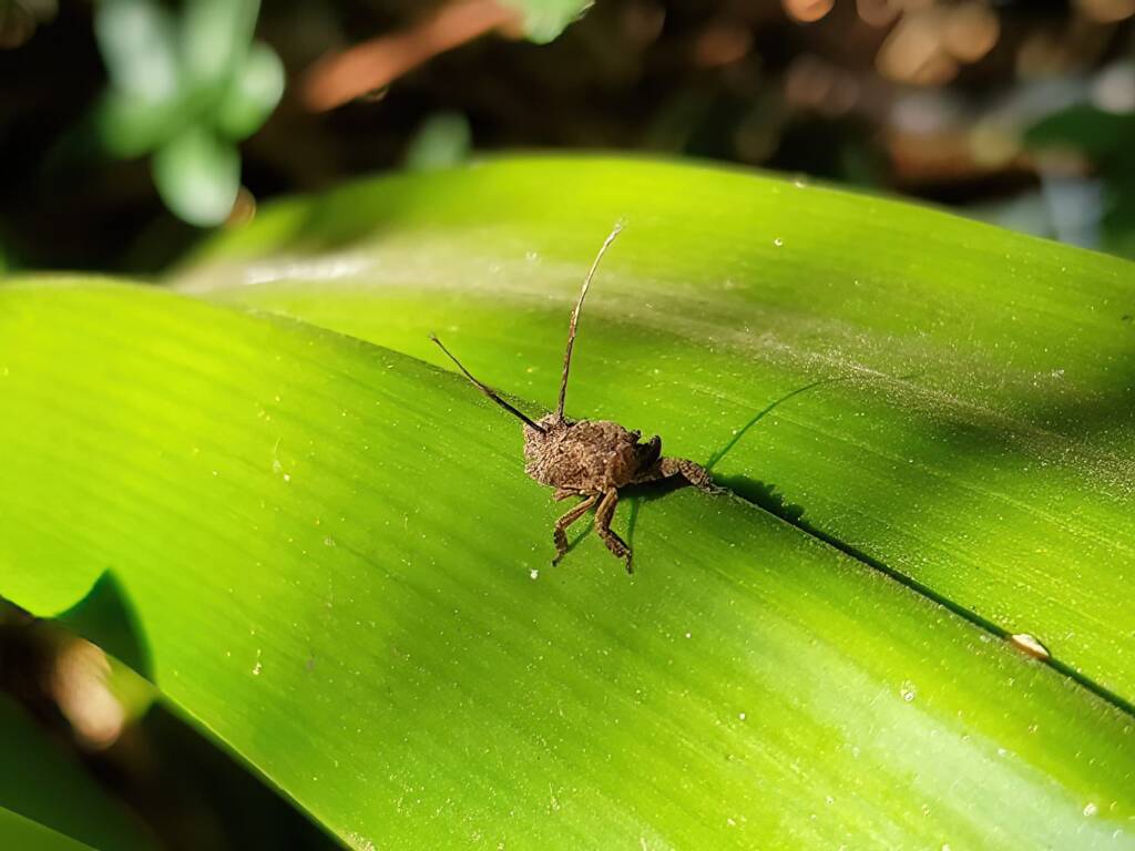 Juvenile Squathopper (Family Eurybrachidae), Alice Springs NT