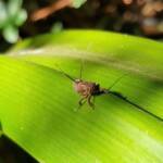 Juvenile Squathopper (Family Eurybrachidae), Alice Springs NT
