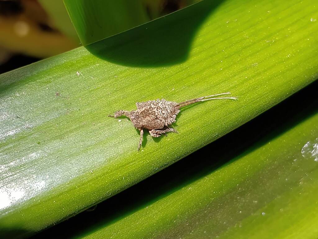 Juvenile Squathopper (Family Eurybrachidae), Alice Springs NT