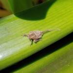 Juvenile Squathopper (Family Eurybrachidae), Alice Springs NT