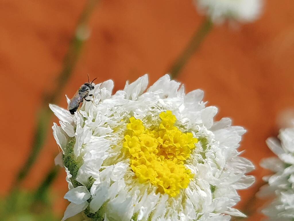 Lasioglossum (Chilalictus), Alice Springs Desert Park NT