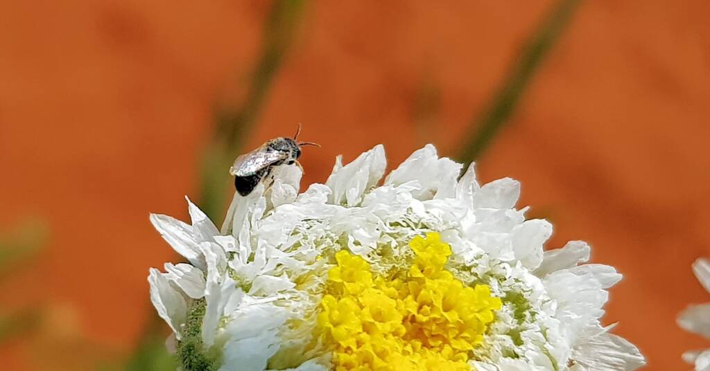 Lasioglossum (Chilalictus), Alice Springs Desert Park NT