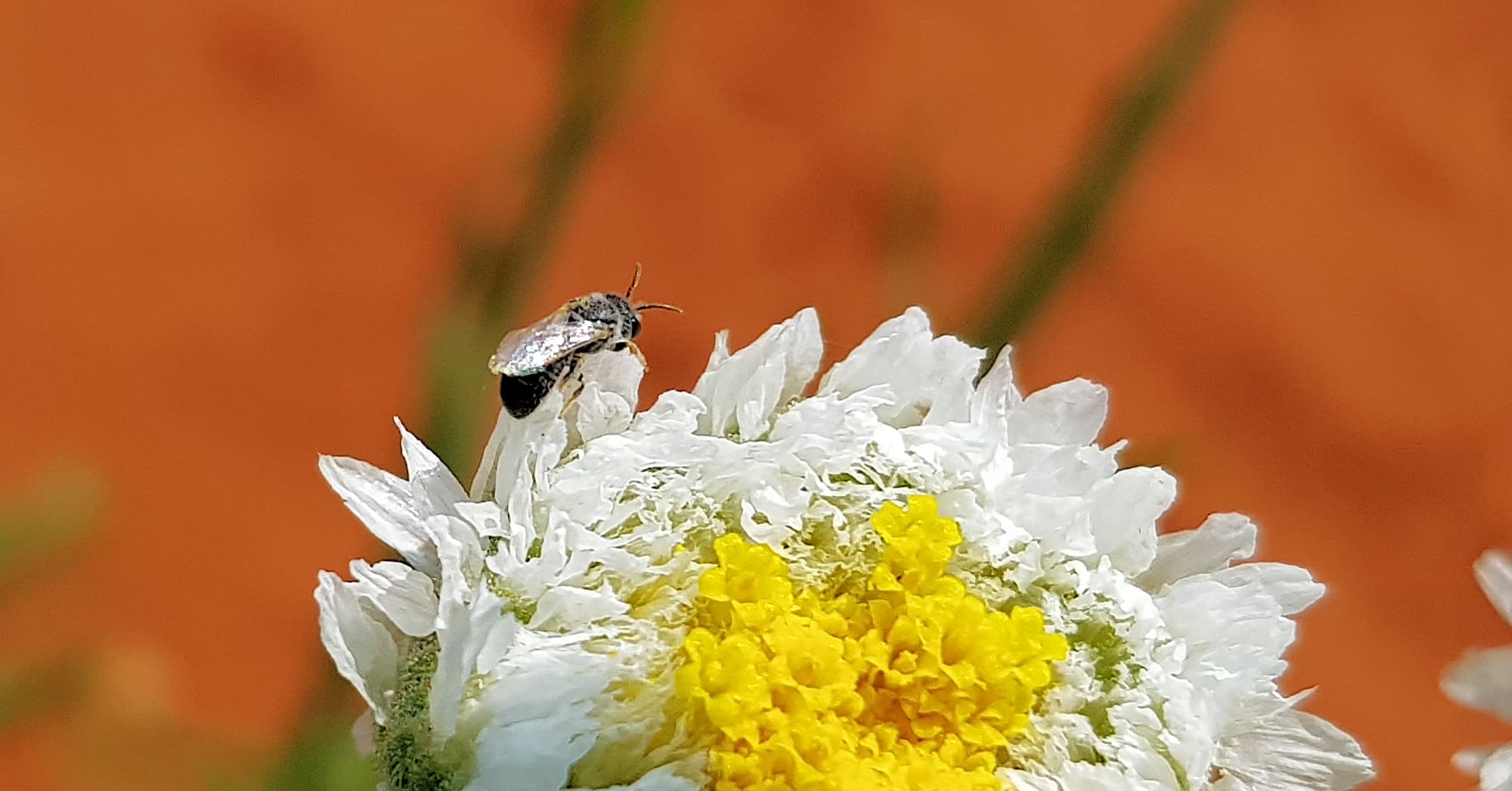 Lasioglossum (Chilalictus), Alice Springs Desert Park NT