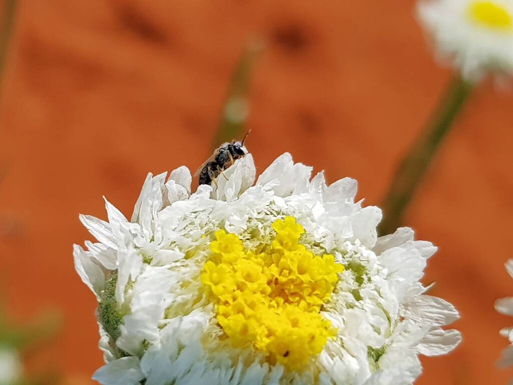 Lasioglossum (Chilalictus), Alice Springs Desert Park NT