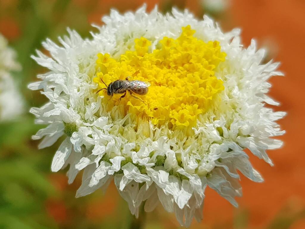Lasioglossum (Homalictus), Alice Springs Desert Park NT