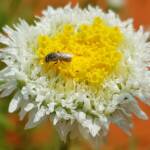Lasioglossum (Homalictus), Alice Springs Desert Park NT