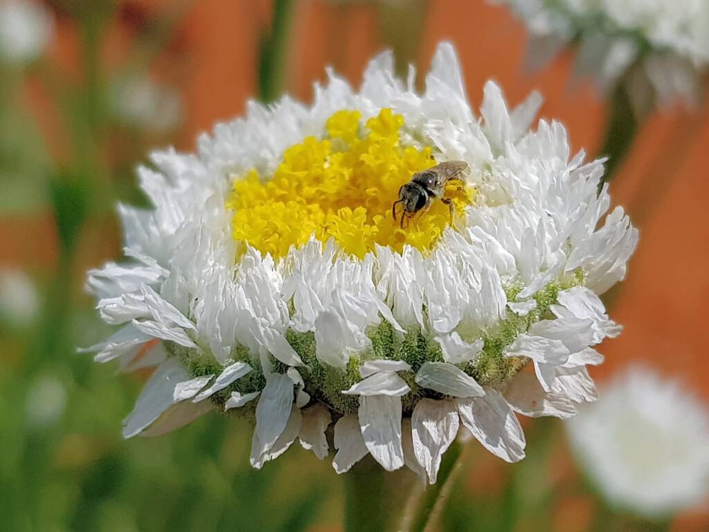 Lasioglossum (Homalictus), Alice Springs Desert Park NT