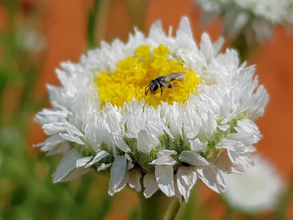 Lasioglossum (Homalictus), Alice Springs Desert Park NT