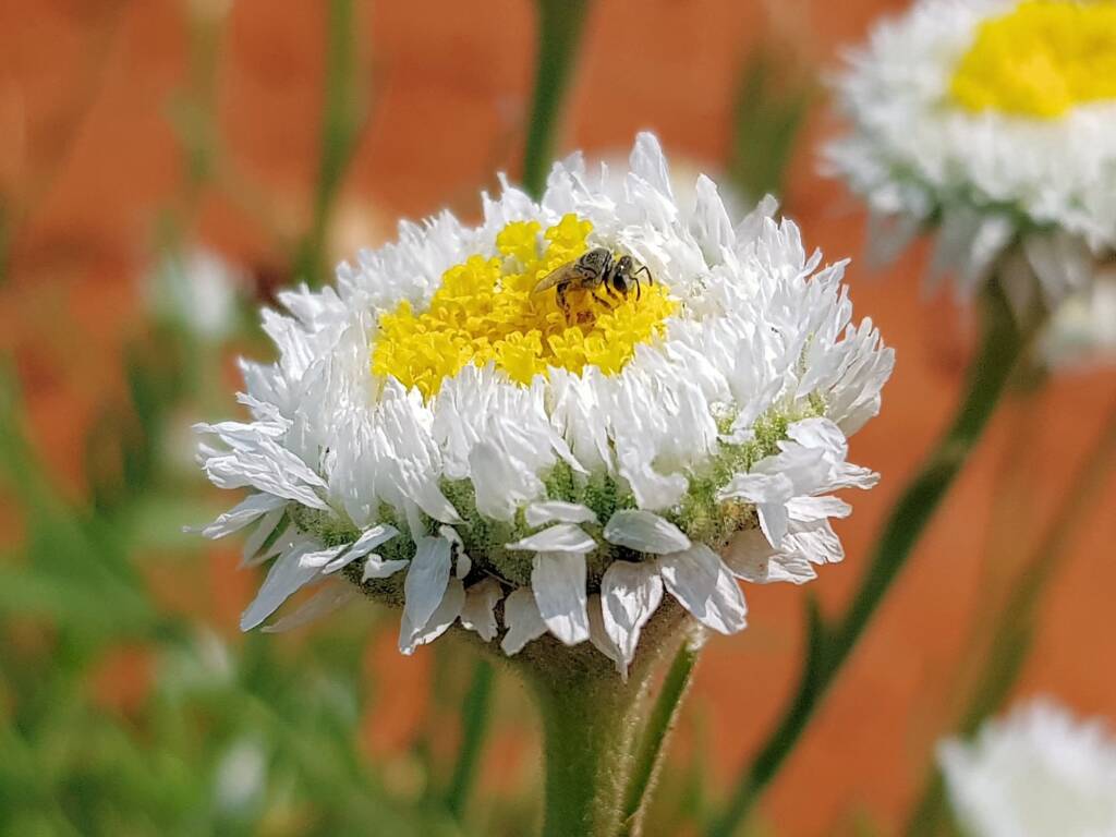 Lasioglossum (Homalictus), Alice Springs Desert Park NT