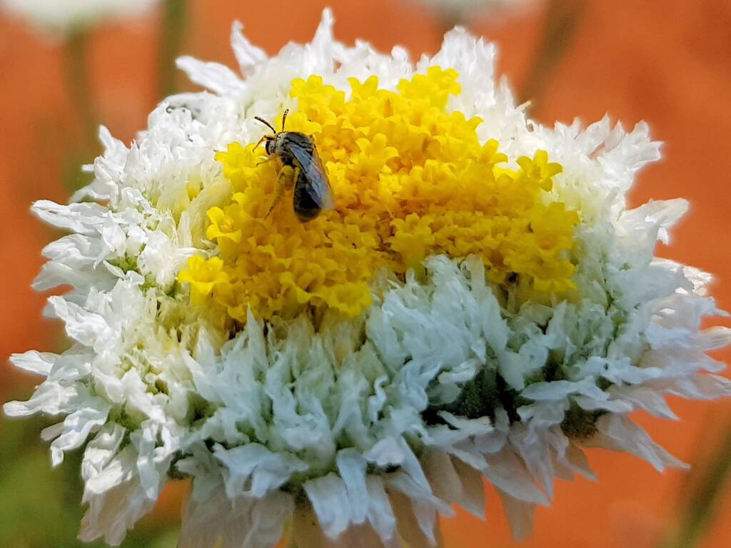 Lasioglossum (Homalictus), Alice Springs Desert Park NT