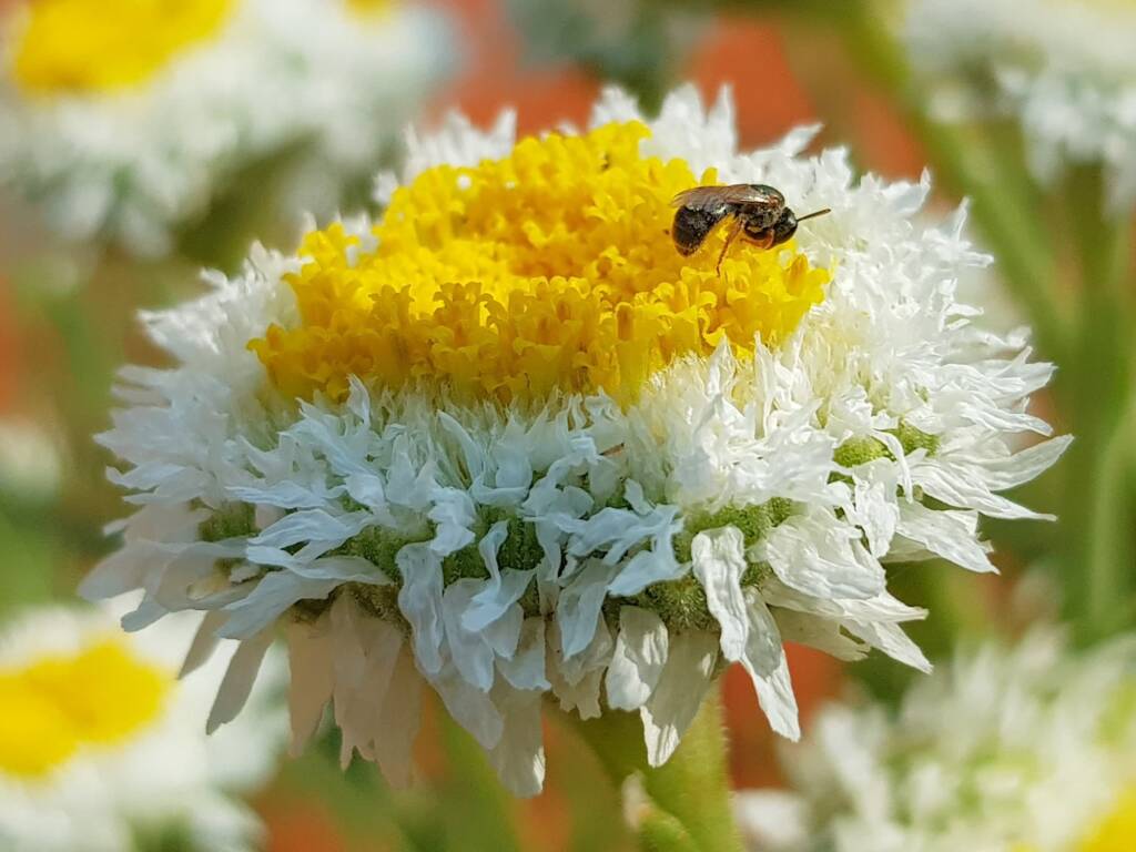 Lasioglossum (Homalictus), Alice Springs Desert Park NT