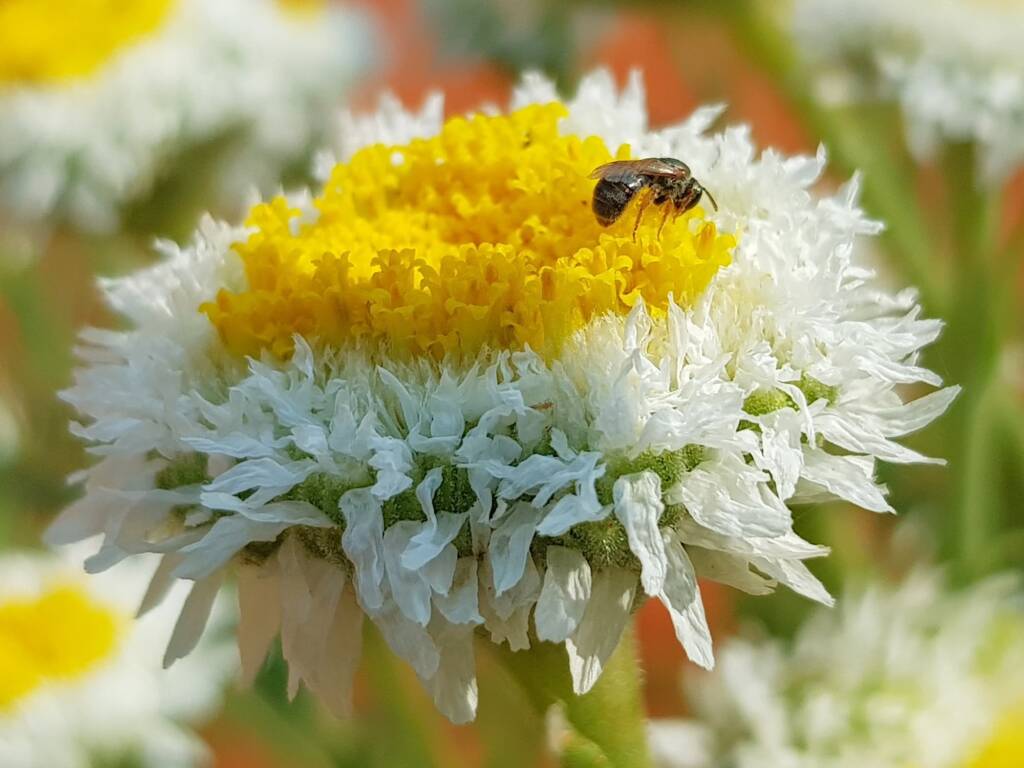 Lasioglossum (Homalictus), Alice Springs Desert Park NT