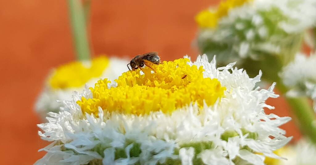 Lasioglossum (Homalictus), Alice Springs Desert Park NT