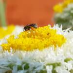 Lasioglossum (Homalictus), Alice Springs Desert Park NT