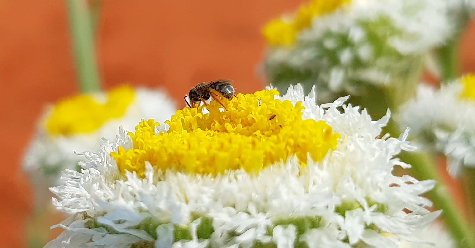 Lasioglossum (Homalictus), Alice Springs Desert Park NT