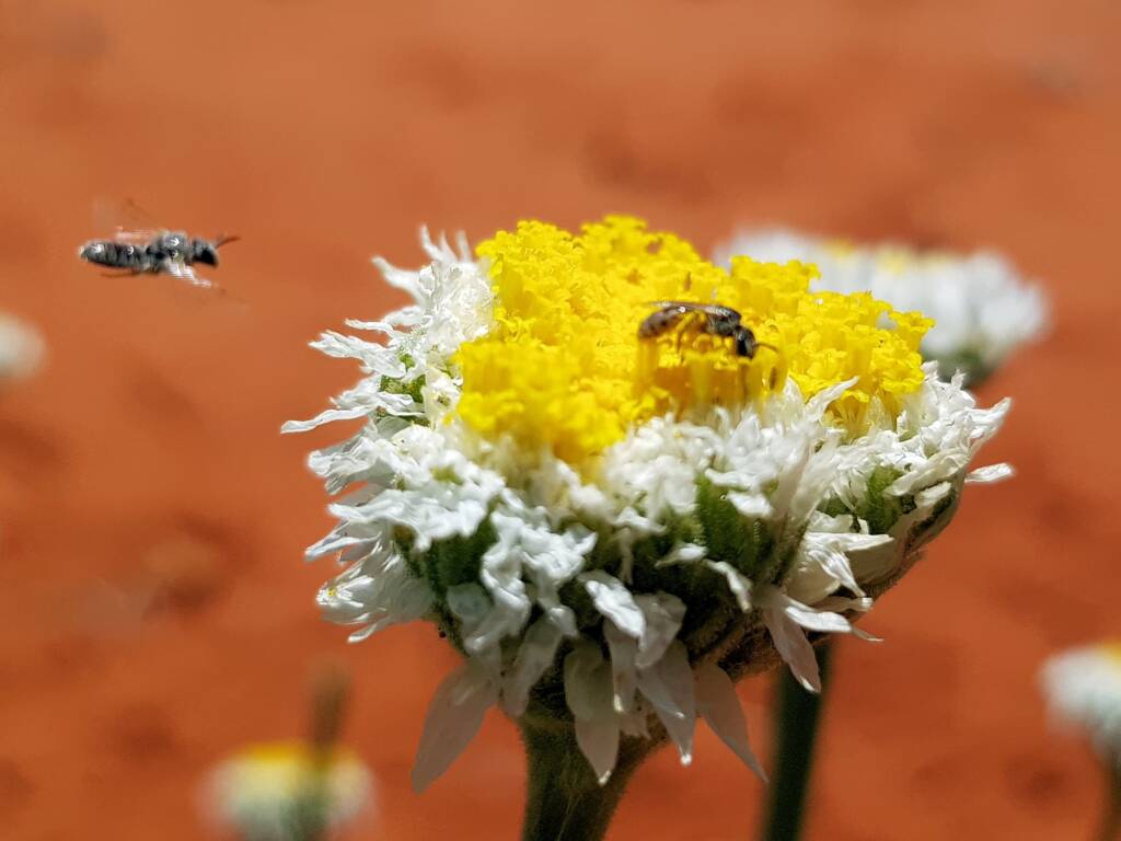 Lasioglossum (Homalictus) on Poached Egg Daisy (Polycalymma stuartii), Alice Springs Desert Park NT