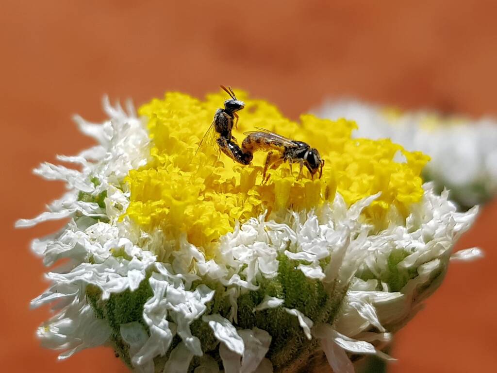 Lasioglossum (Homalictus) on Poached Egg Daisy (Polycalymma stuartii), Alice Springs Desert Park NT