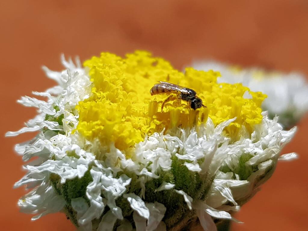 Lasioglossum (Homalictus) on Poached Egg Daisy (Polycalymma stuartii), Alice Springs Desert Park NT