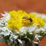 Lasioglossum (Homalictus) on Poached Egg Daisy (Polycalymma stuartii), Alice Springs Desert Park NT