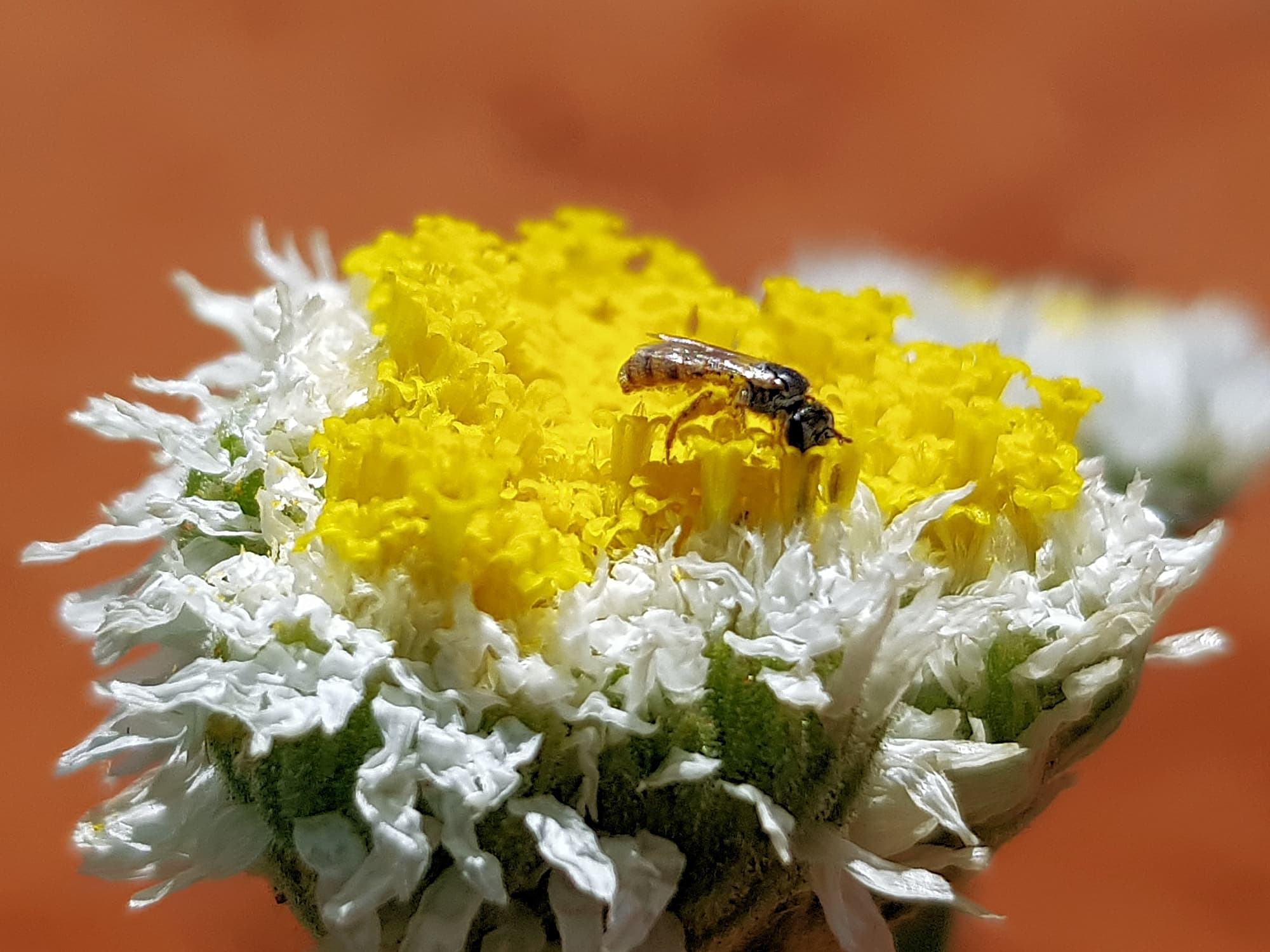 bees do it…
