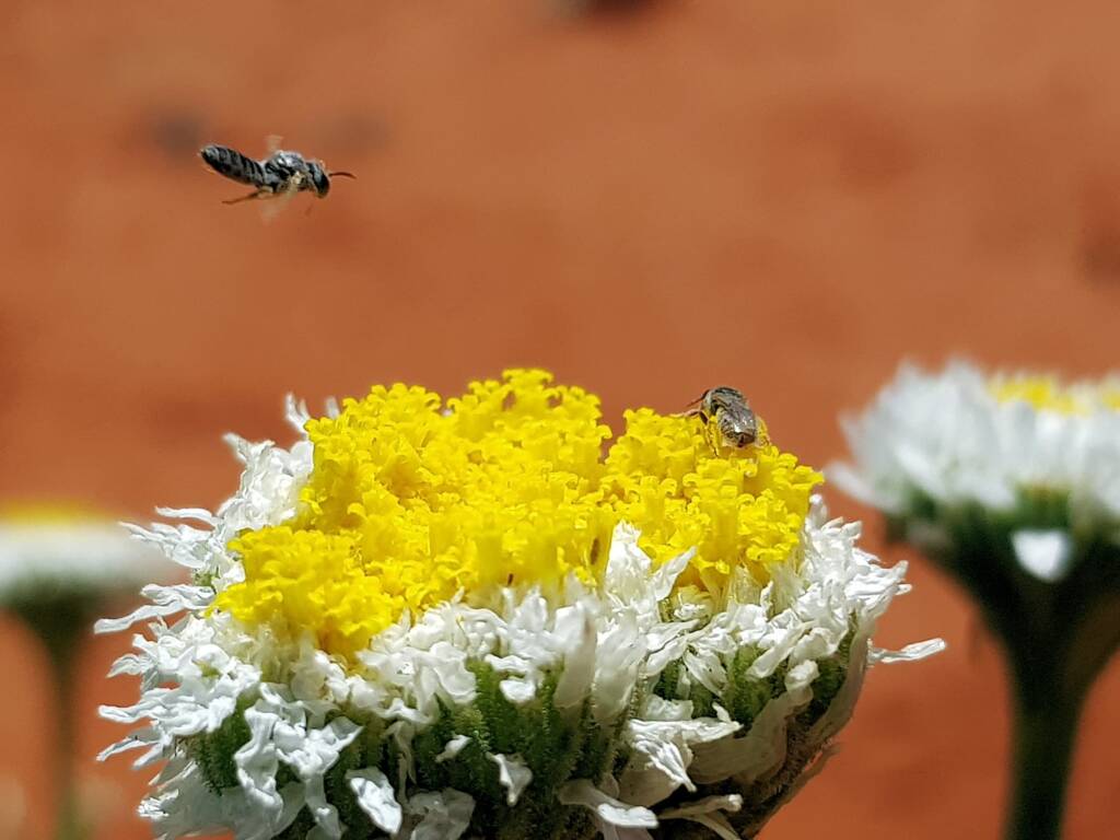 Lasioglossum (Homalictus) on Poached Egg Daisy (Polycalymma stuartii), Alice Springs Desert Park NT