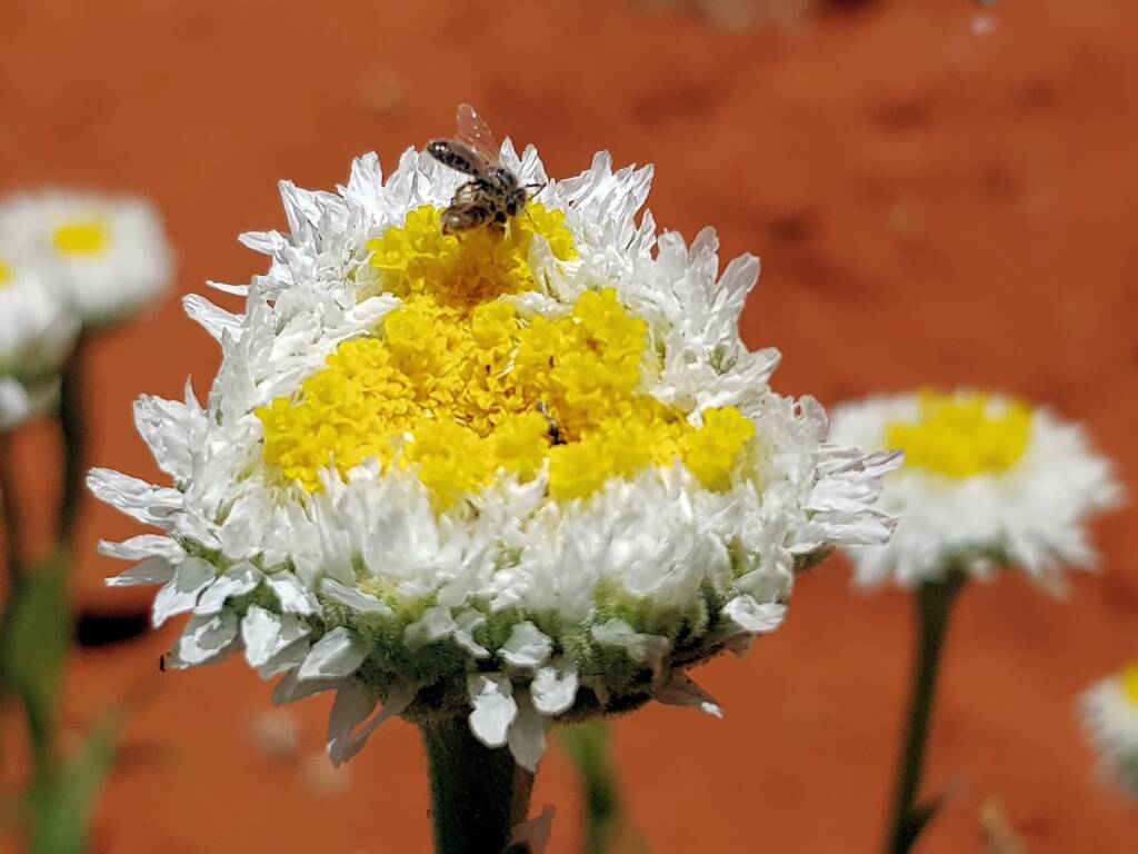 Lasioglossum (Homalictus) on Poached Egg Daisy (Polycalymma stuartii), Alice Springs Desert Park NT