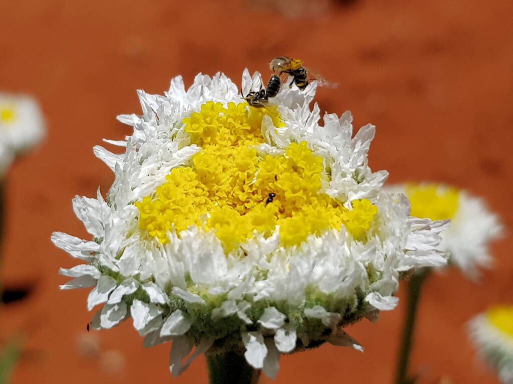 Lasioglossum (Homalictus) on Poached Egg Daisy (Polycalymma stuartii), Alice Springs Desert Park NT