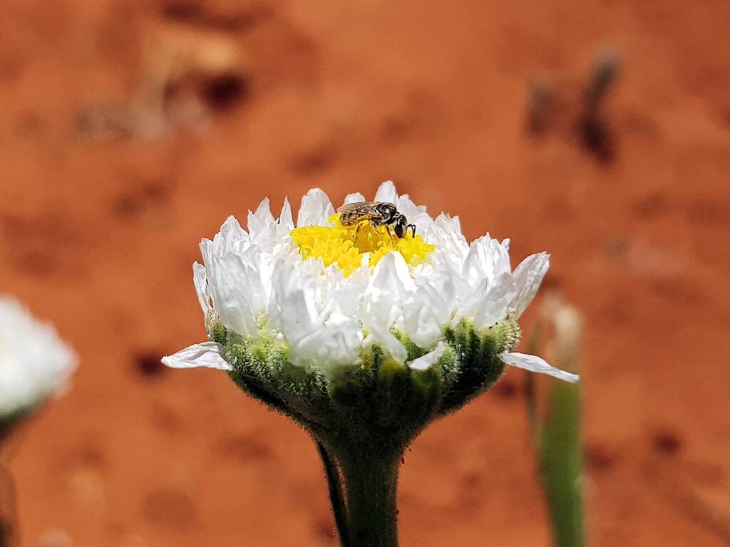 Lasioglossum (Homalictus) on Poached Egg Daisy (Polycalymma stuartii), Alice Springs Desert Park NT