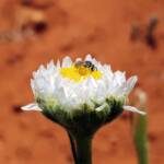 Lasioglossum (Homalictus) on Poached Egg Daisy (Polycalymma stuartii), Alice Springs Desert Park NT