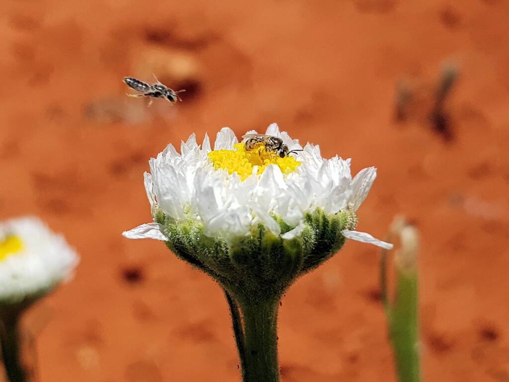 Lasioglossum (Homalictus) on Poached Egg Daisy (Polycalymma stuartii), Alice Springs Desert Park NT