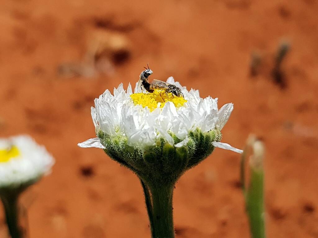 Lasioglossum (Homalictus) on Poached Egg Daisy (Polycalymma stuartii), Alice Springs Desert Park NT