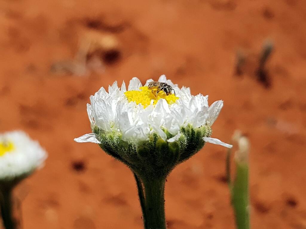 Lasioglossum (Homalictus) on Poached Egg Daisy (Polycalymma stuartii), Alice Springs Desert Park NT