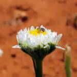Lasioglossum (Homalictus) on Poached Egg Daisy (Polycalymma stuartii), Alice Springs Desert Park NT