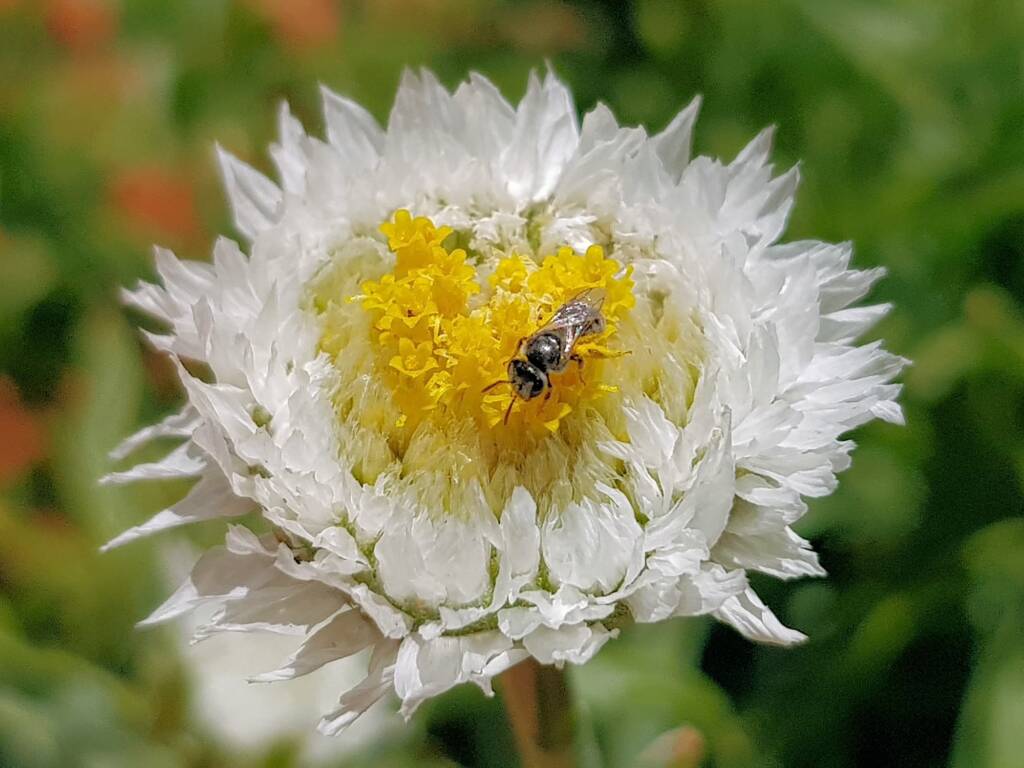 Lasioglossum (Homalictus) on Poached Egg Daisy (Polycalymma stuartii), Alice Springs Desert Park NT