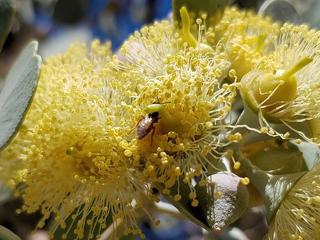 Lasioglossum (Homalictus sp) on Eucalyptus orbifolia, Araluen, Alice Springs NT