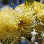 Lasioglossum (Homalictus sp) on Eucalyptus orbifolia, Araluen, Alice Springs NT