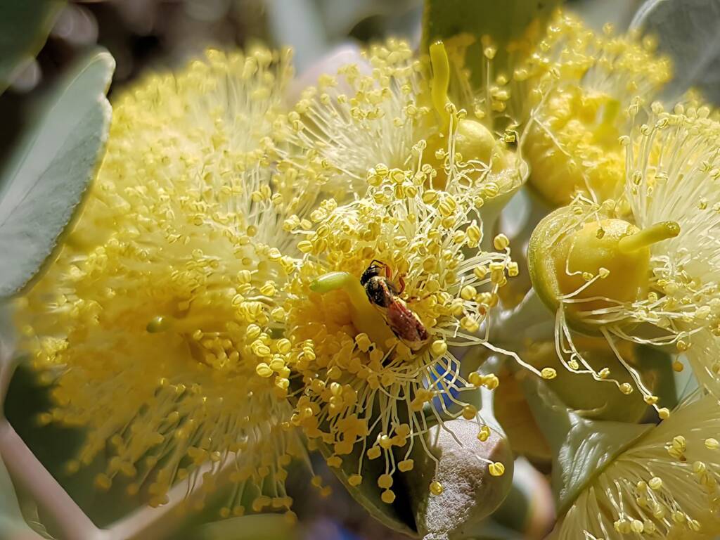 Lasioglossum (Homalictus sp) on Eucalyptus orbifolia, Araluen, Alice Springs NT